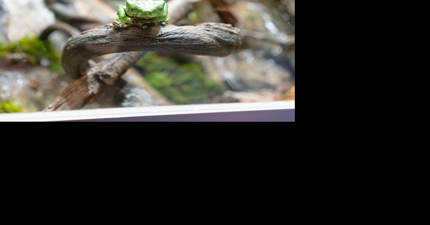 Frogs from around the world hop into the Museum of the Rockies