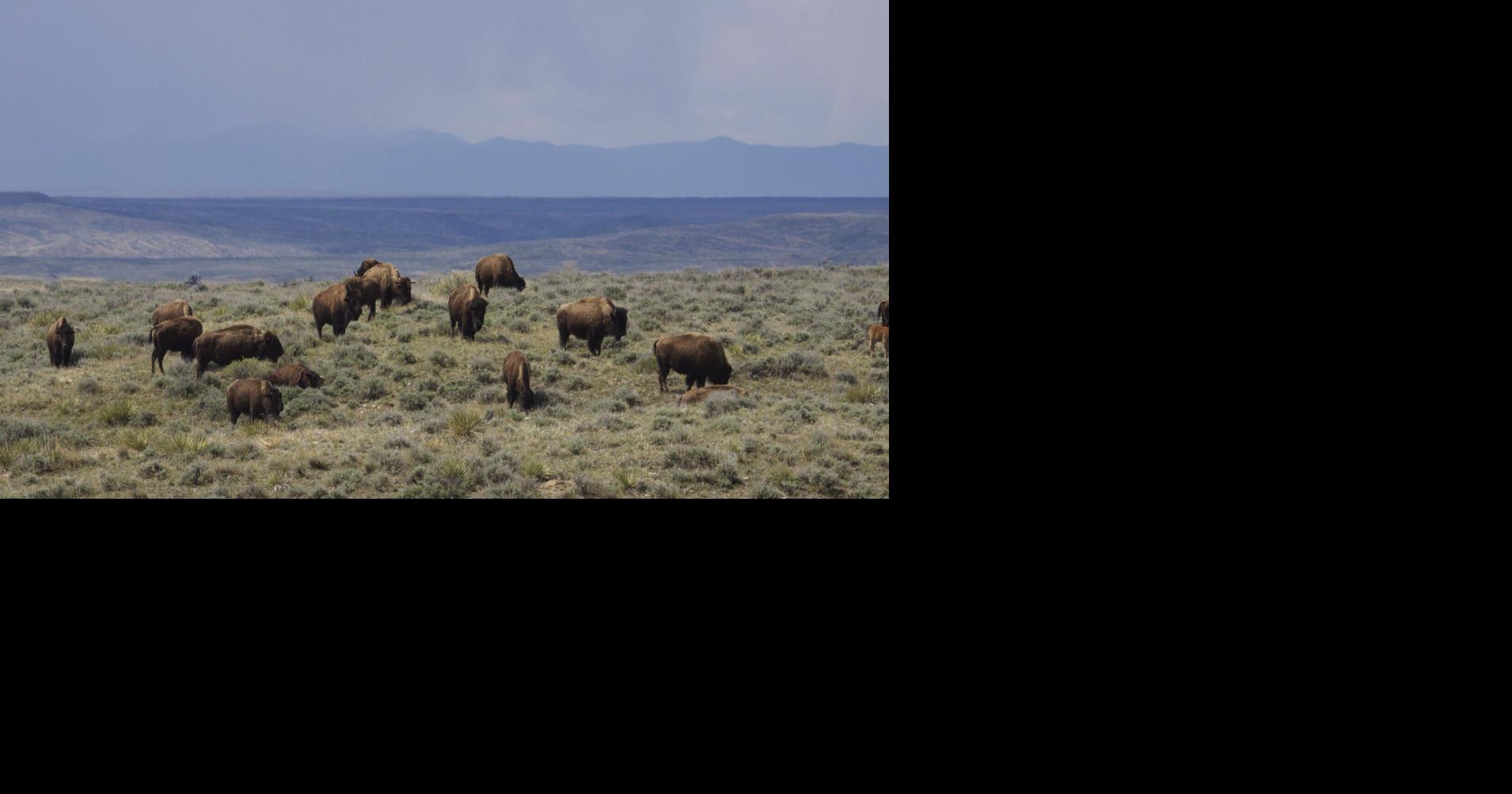 Montana has 'waged war' on American Prairie's bison plan, attorney argues