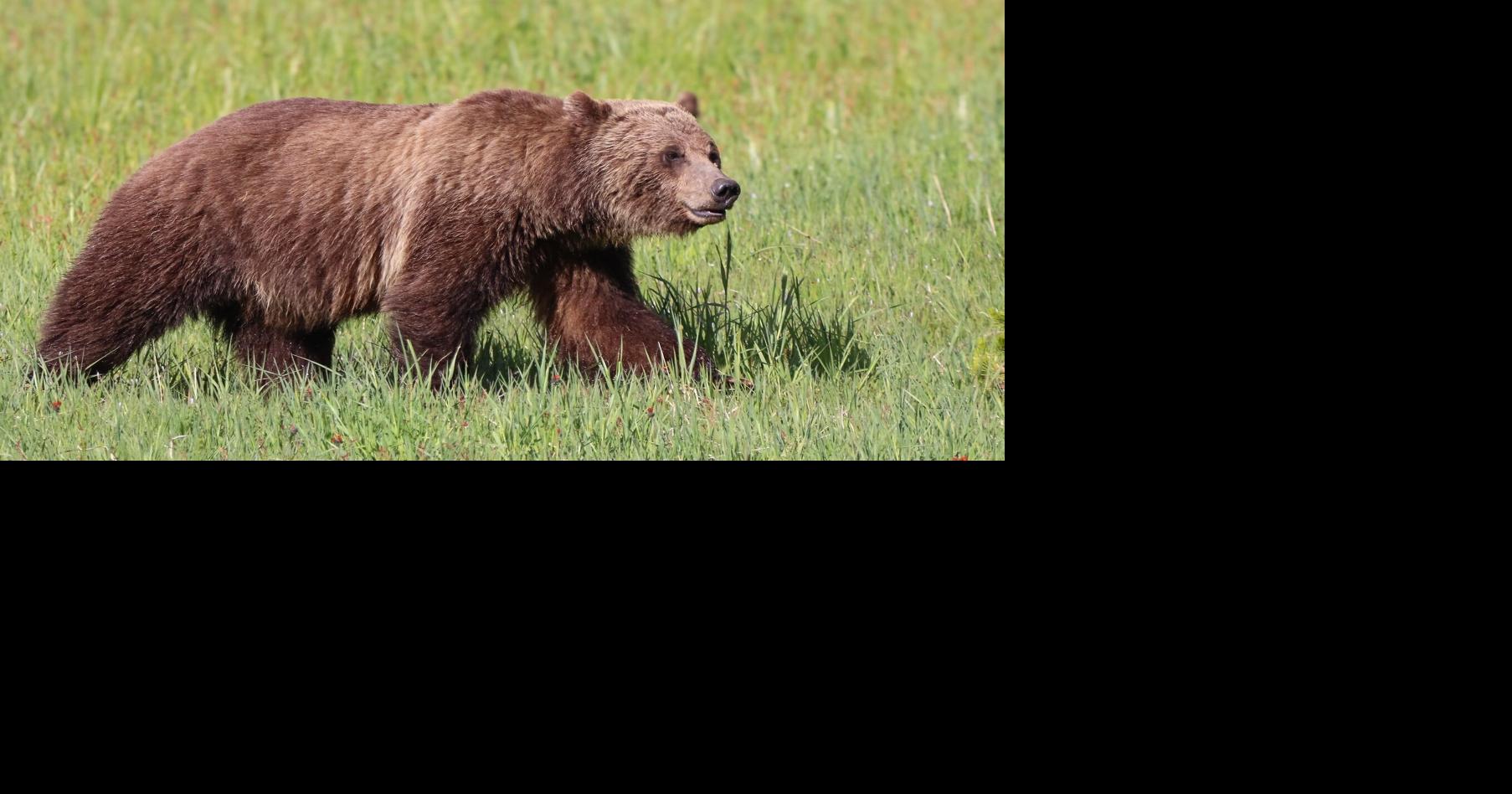 With possible grizzly delisting on the horizon, FWP changes tone on bears