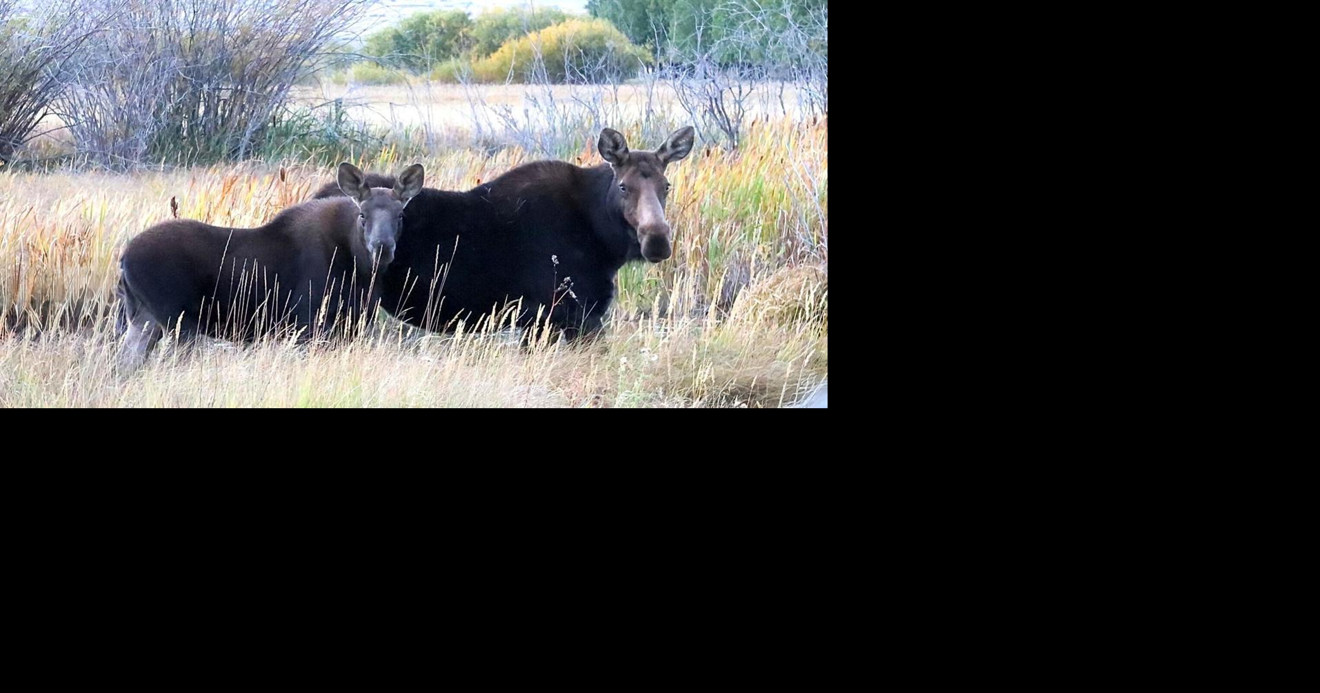 Moose torture case puts Wyoming back in unsavory spotlight