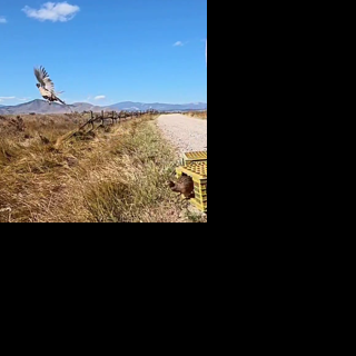 Montana pheasant hunters to see nearly 18,000 birds released this fall