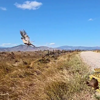 Montana pheasant hunters to see nearly 18,000 birds released this fall