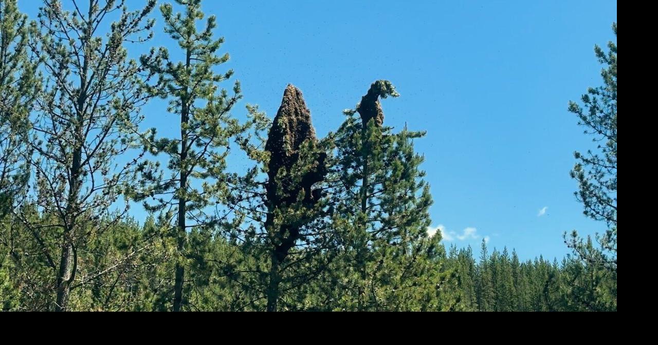 Bees still swarming on highway 191 near West Yellowstone Alex McCollum NonStop Local Multimedia Journalist Jun 23, 2026 1 hr ago
