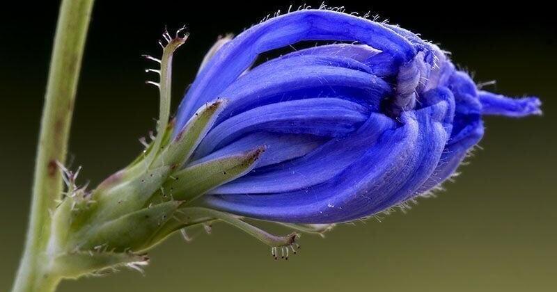 Ravalli County adds chicory, puncturevine to invasive weed list