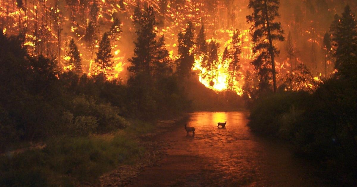 This year’s wildfire season in Montana has been chill so far. Why?