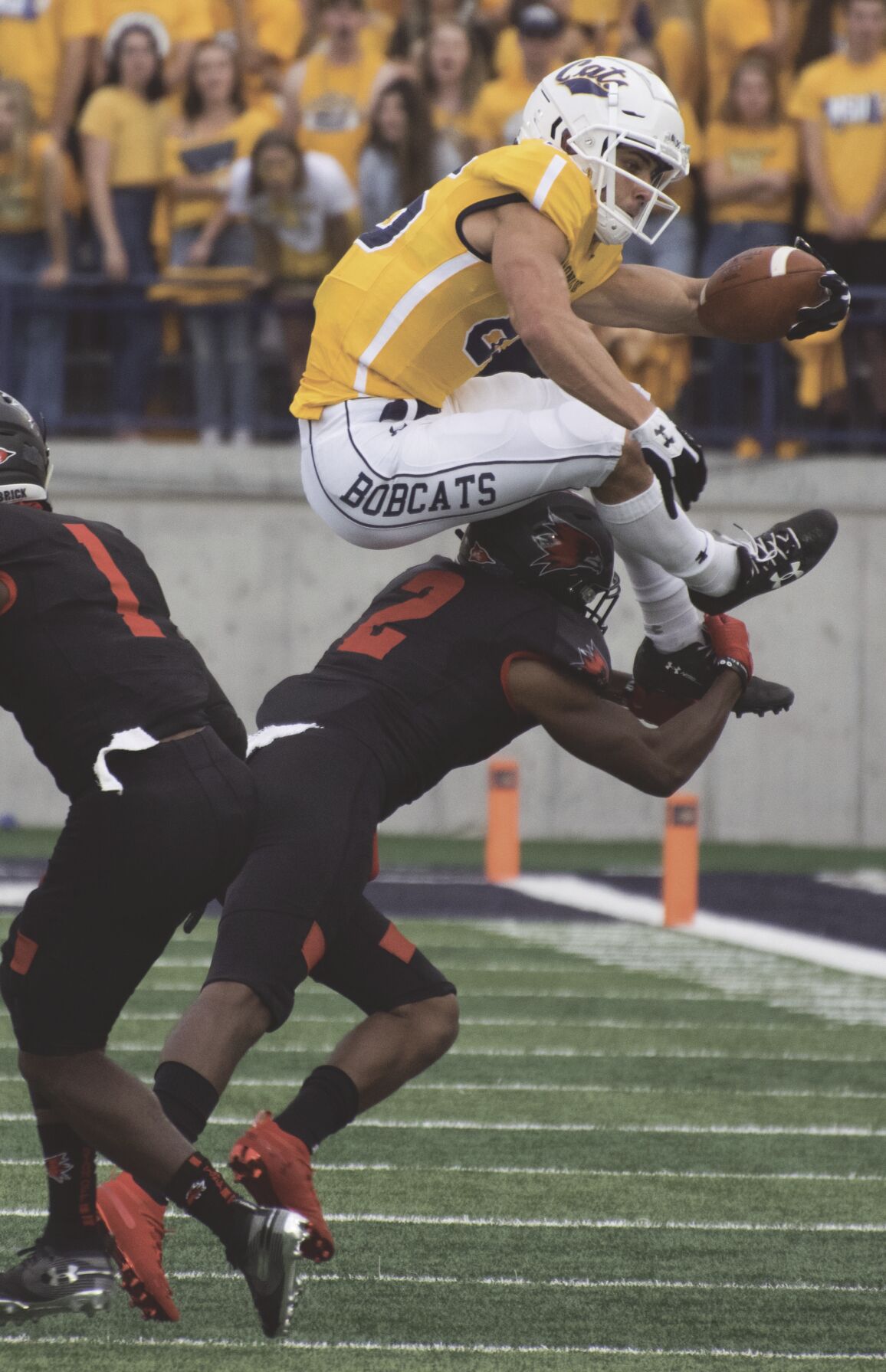 bobcats on the prowl under the lights featured msuexponent com