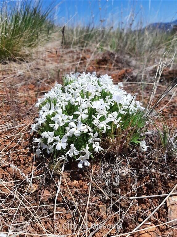 雪降花: drop White Color レコード Waterworks Ridge leash rule aims to protect rare Missoula plant