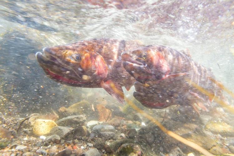 Meeting slated May 19 on proposed fishing regulations | State ...