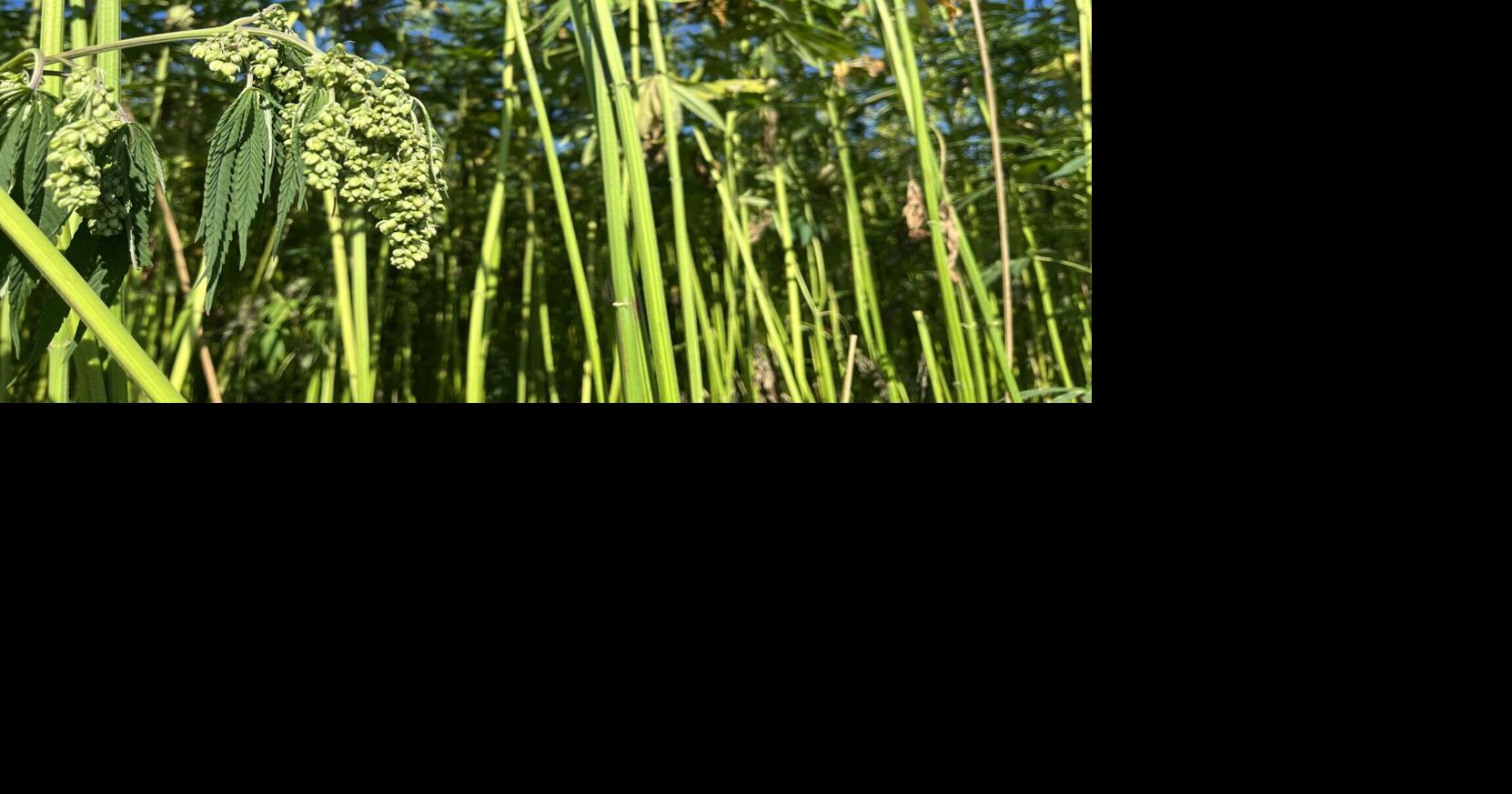 Montana hemp industry leader joins national policy push as federal ban looms