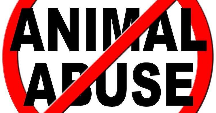Mutilated puppies found in Lower Base - Vimarsana News