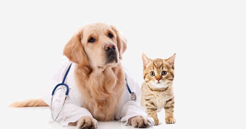 Saipan Humane Society reschedules veterinary clinic - Vimarsana News