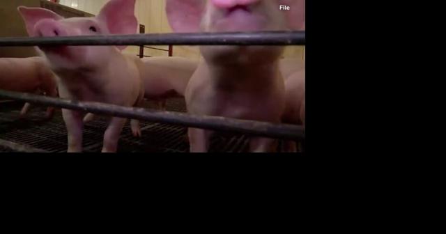 U.S. Supreme Court preserves California humane pig confinement law - Vimarsana News