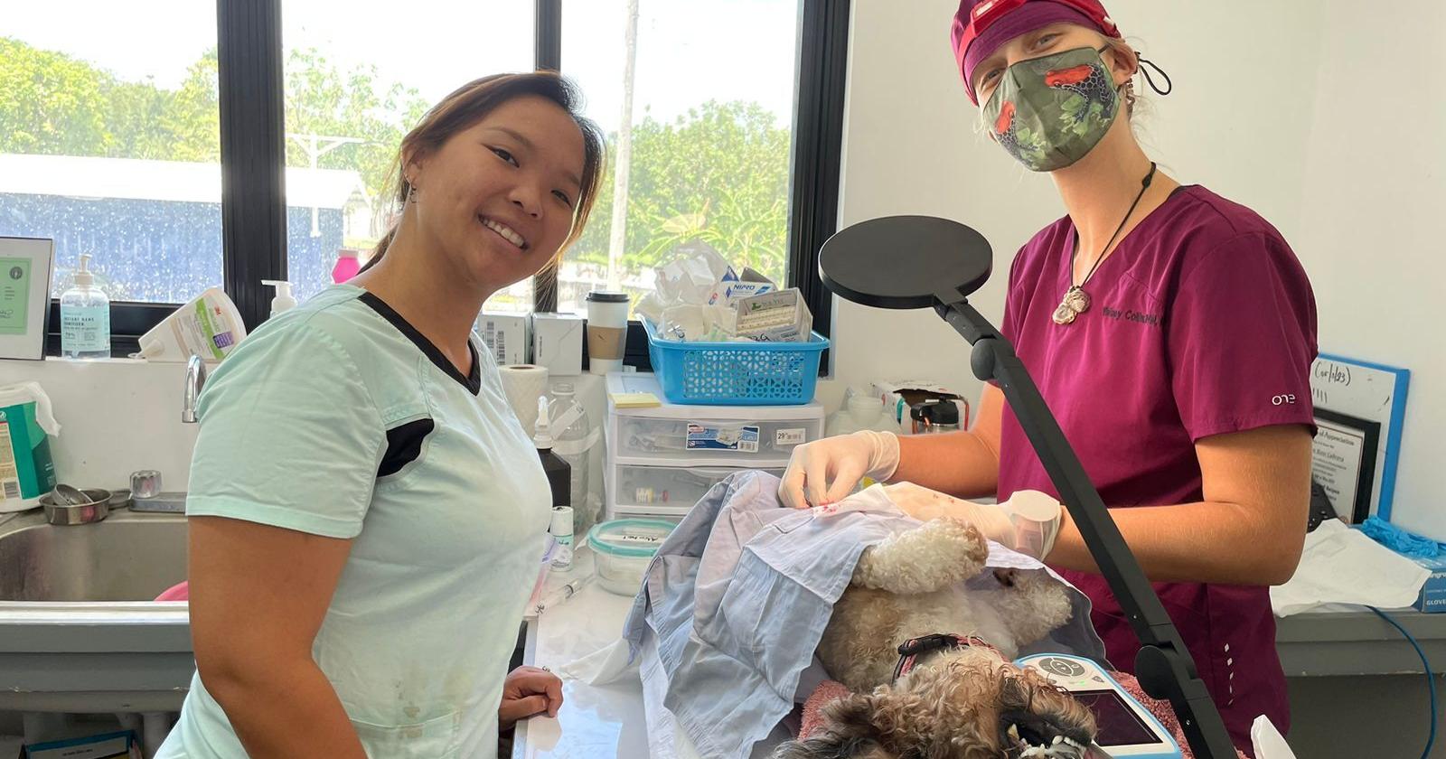 Saipan Humane Society veterinary clinic continues to provide essential animal health services - Vimarsana News