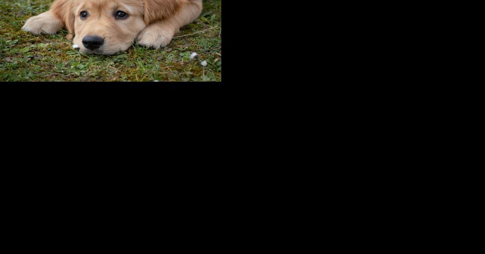 Spay/neuter clinic planned for May and June - Vimarsana News