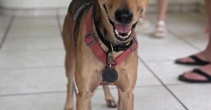 Saipan Humane Society: Recent and upcoming clinics