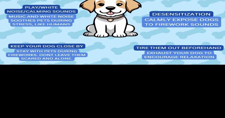 Help your dog stay comfortable during New Year’s Eve | Local News