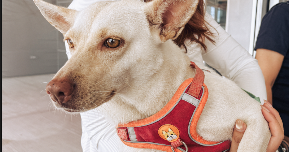 Saipan Humane Society expands veterinary services across NMI