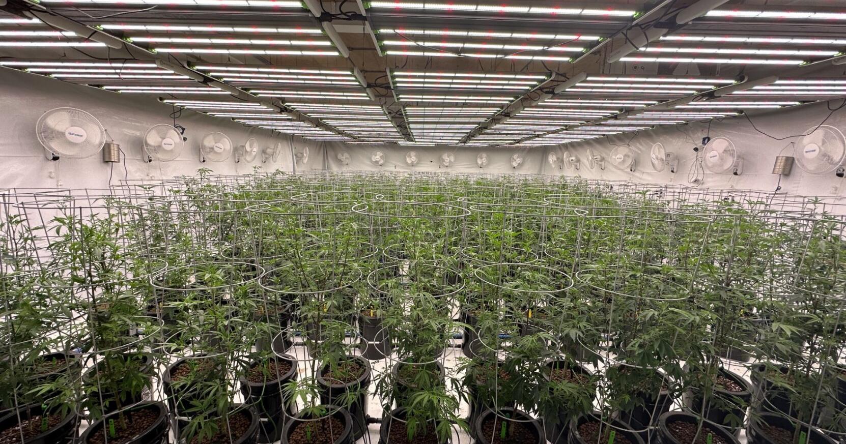 CannaBlyss Marianas holds 'soft' opening | News - Vimarsana News