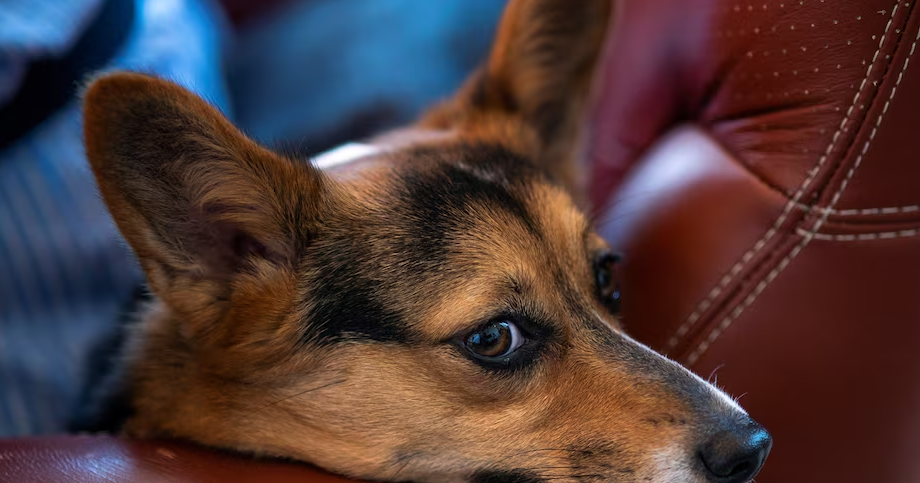 This airline wants all dogs to fly first class - Vimarsana News