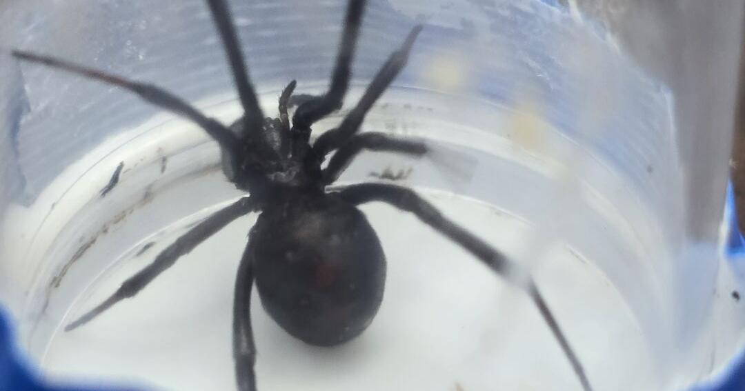 Invasive species intercepted at Saipan port