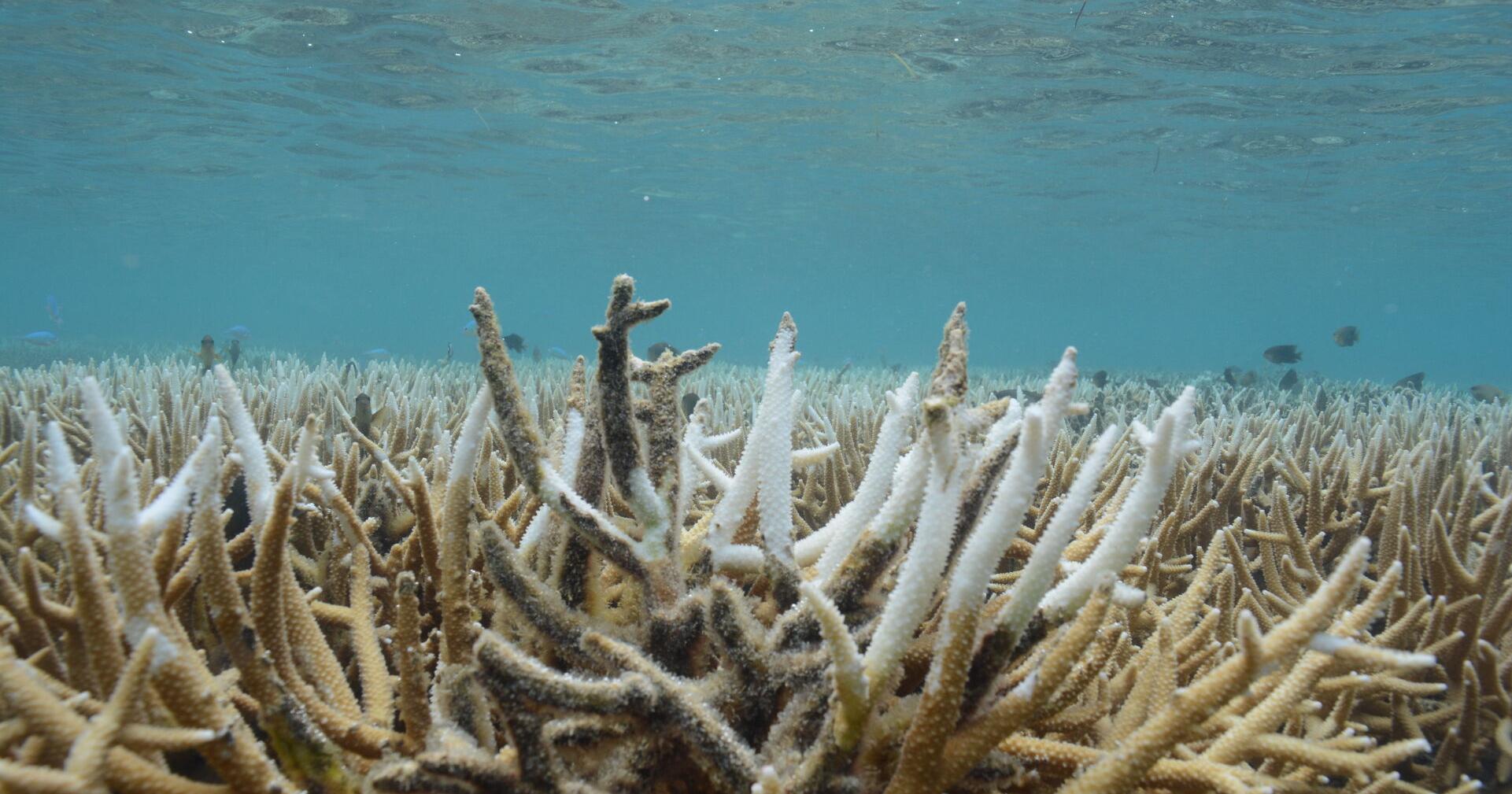 Moderate coral bleaching may occur soon, says DCRM scientist - Vimarsana News