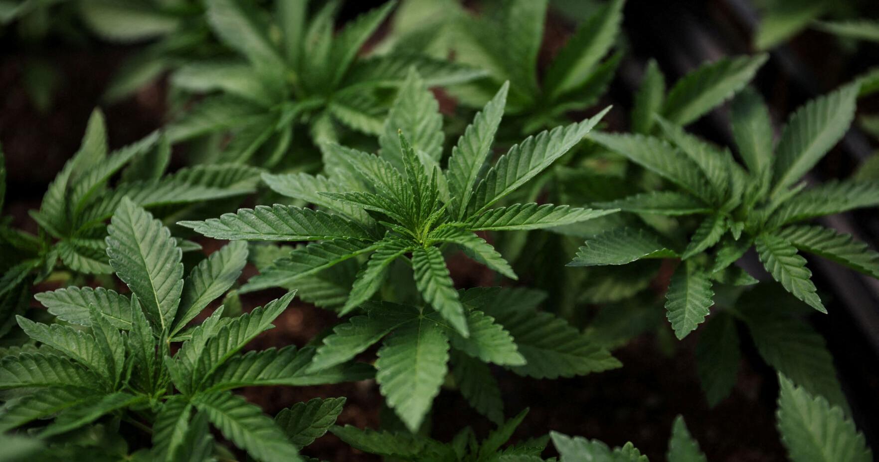 Legal cannabis poses a quandary for US companies screening staff for drugs - Vimarsana News