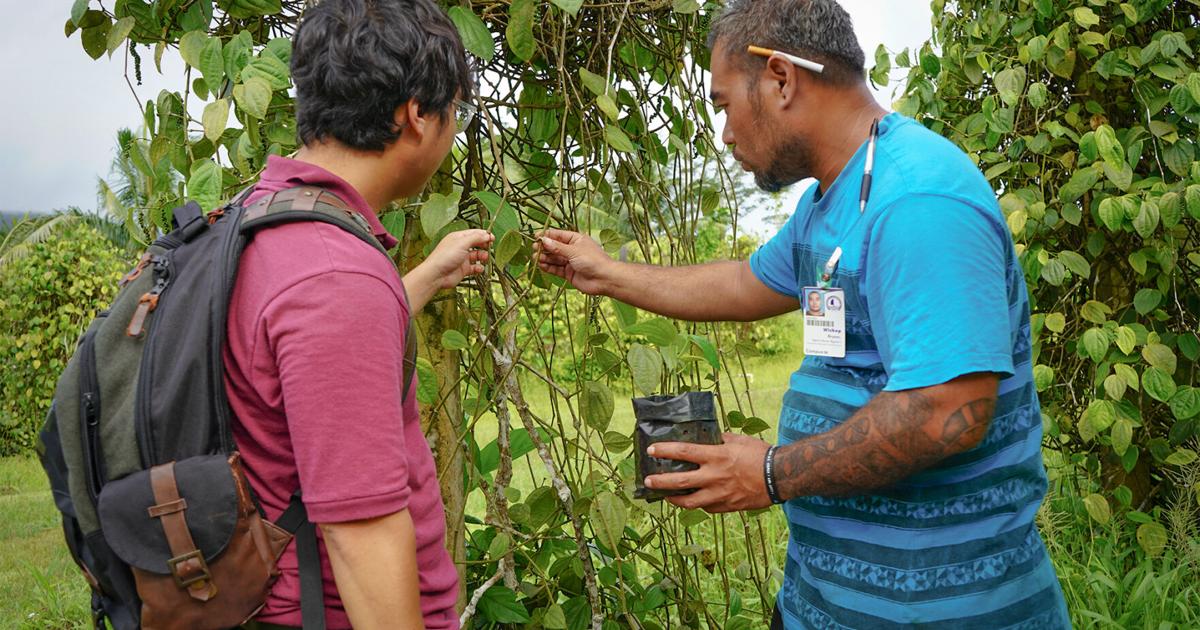 UOG to hold Black Pepper Production Forum on June 21