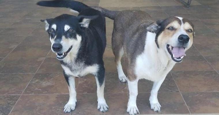 Dogs of retired teachers up for adoption - Vimarsana News