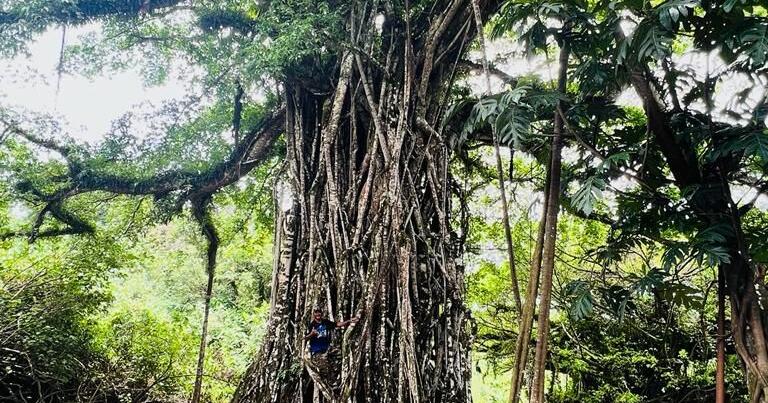 ‘Biggest tree in the Marianas’ is on Rota | Lifestyle | mvariety.com