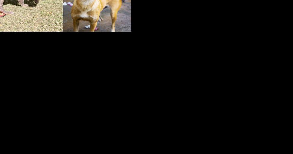 Adopt a new pet at The Shack - Vimarsana News