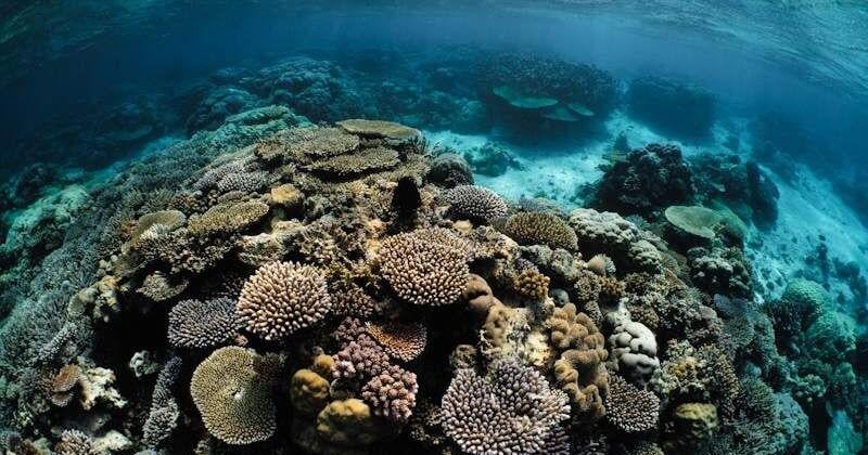 The Nature Conservancy and University of Queensland partner to map coral refugia in Palau