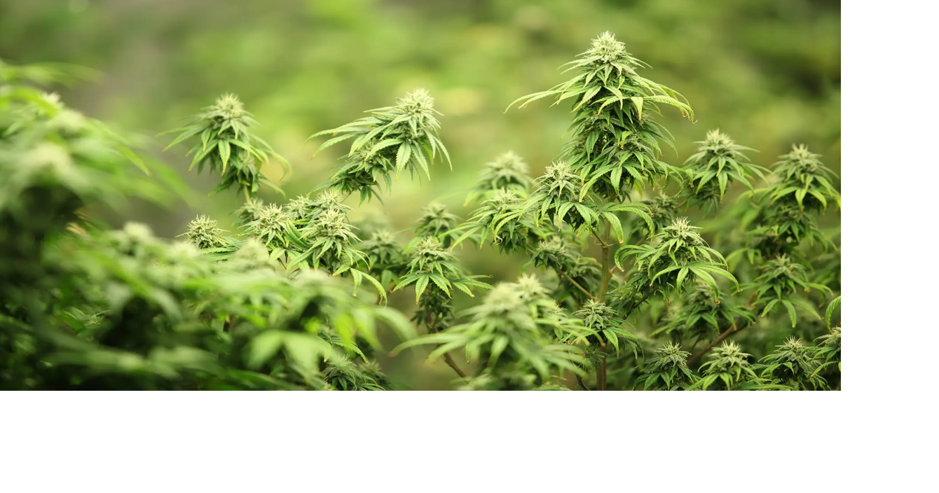 Cannabis Commission: 80% drop in FY2025 tax revenue