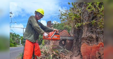 Trees home to birds in Malesso' cut down - Vimarsana News
