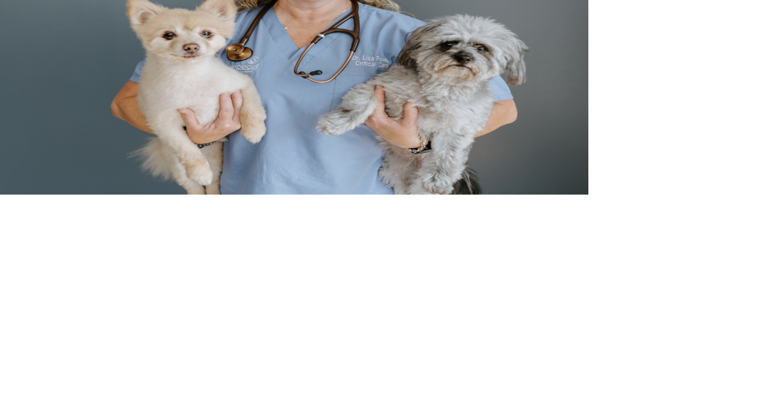 Saipan Humane Society announces upcoming veterinary visit