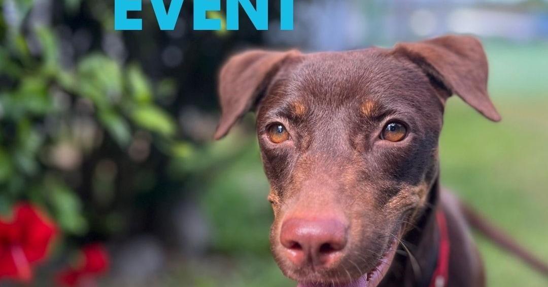 Atkins Kroll Saipan partners with Saipan Humane Society to promote pet adoption and wellness