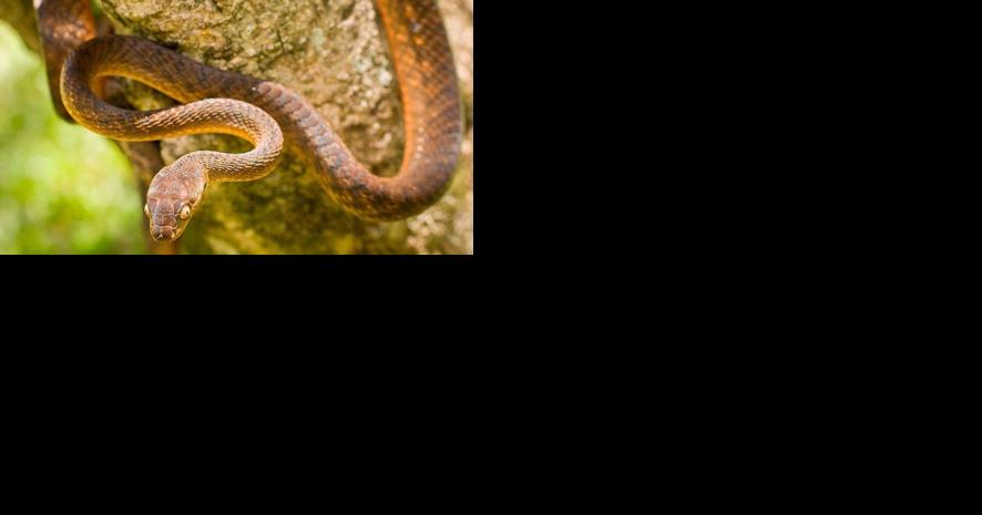 Interior's Office of Insular Affairs announces $3.8 million to counter Brown Tree Snake on Guam | News - Vimarsana News
