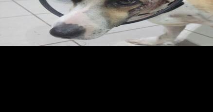 Justice sought for dog attacked with machete in East Hagåtña - Vimarsana News