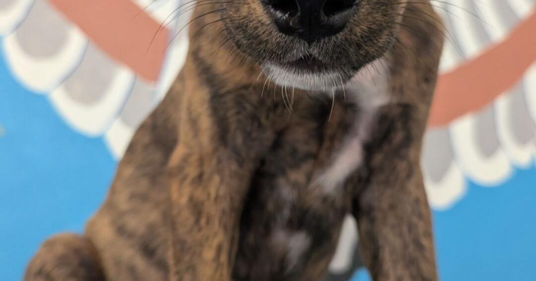 Puppy cruelty