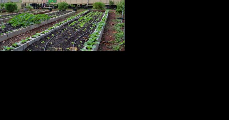 Workshops to teach about honey harvesting, raised-bed gardening - Vimarsana News