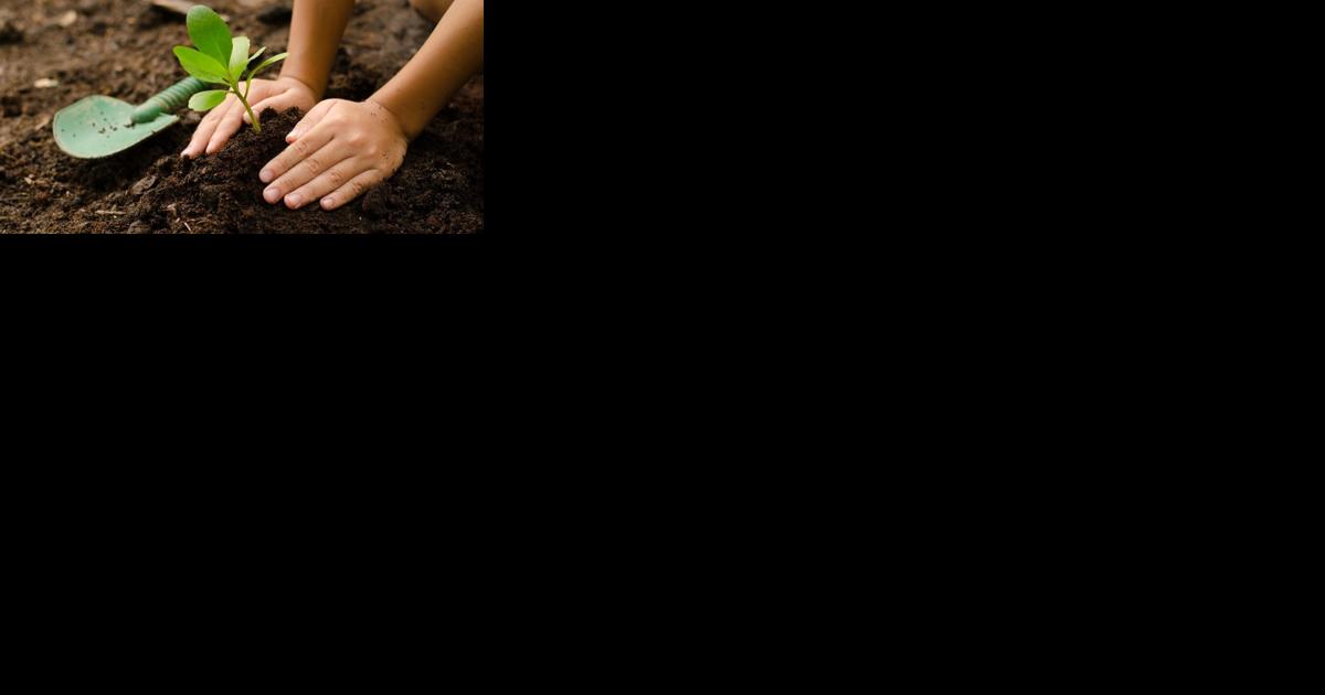 FEATURE | 12 tips for low budget, no budget gardening — Tip # 1 - Vimarsana News