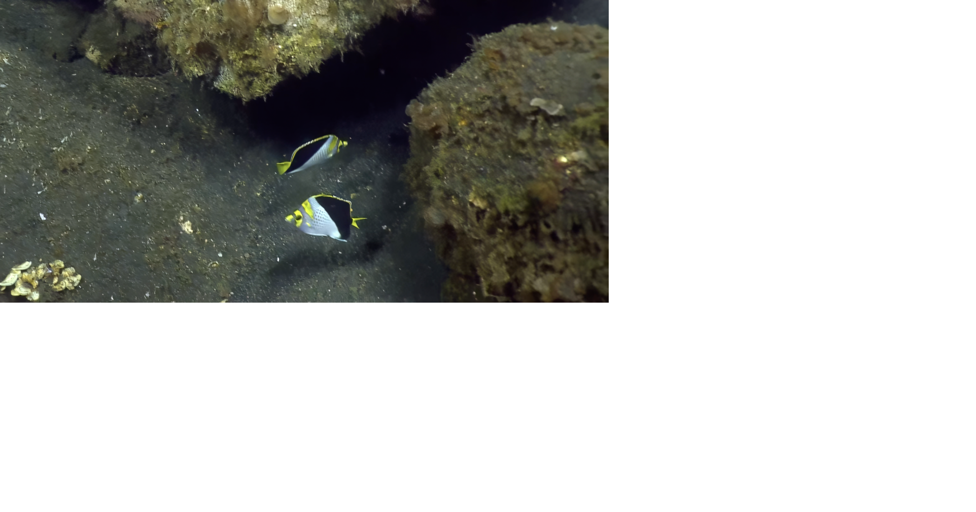 Rarely seen endemic Mariana butterflyfish captured on video