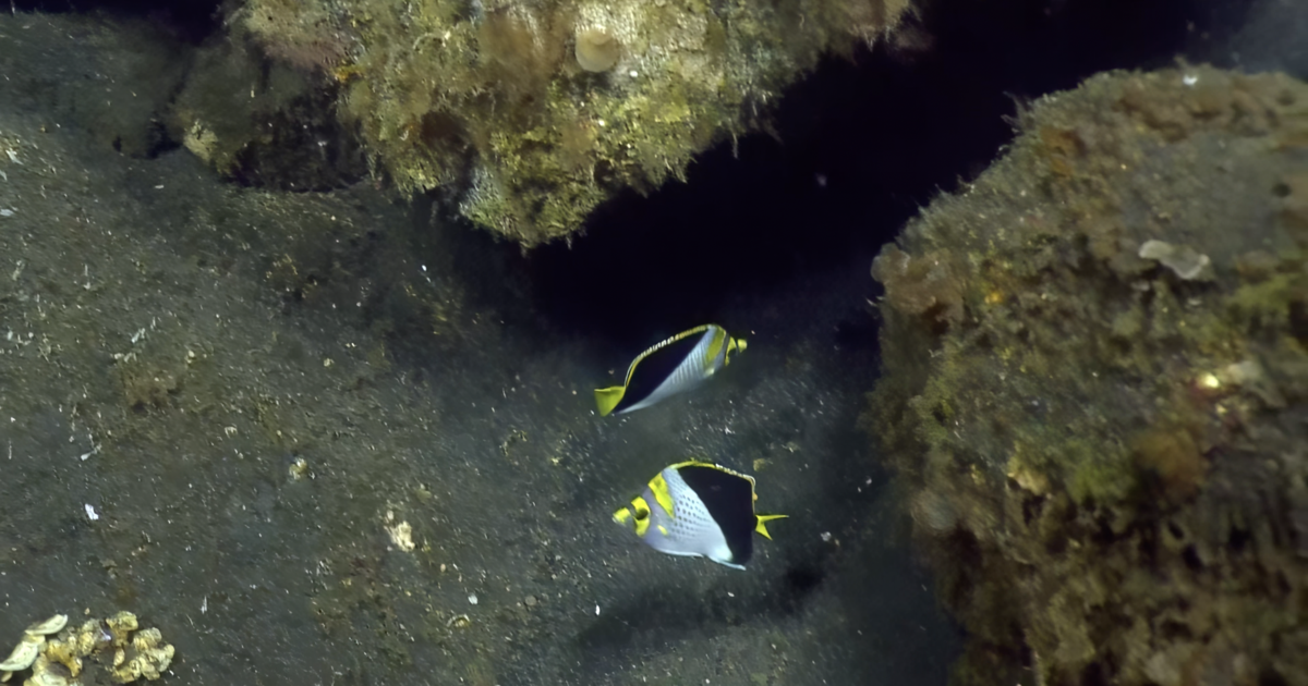 Rarely seen endemic Mariana butterflyfish captured on video