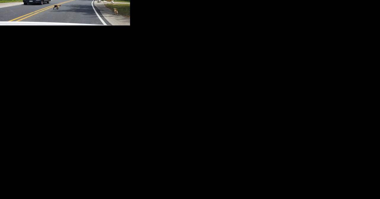 Caution: Goats on the highway - Vimarsana News