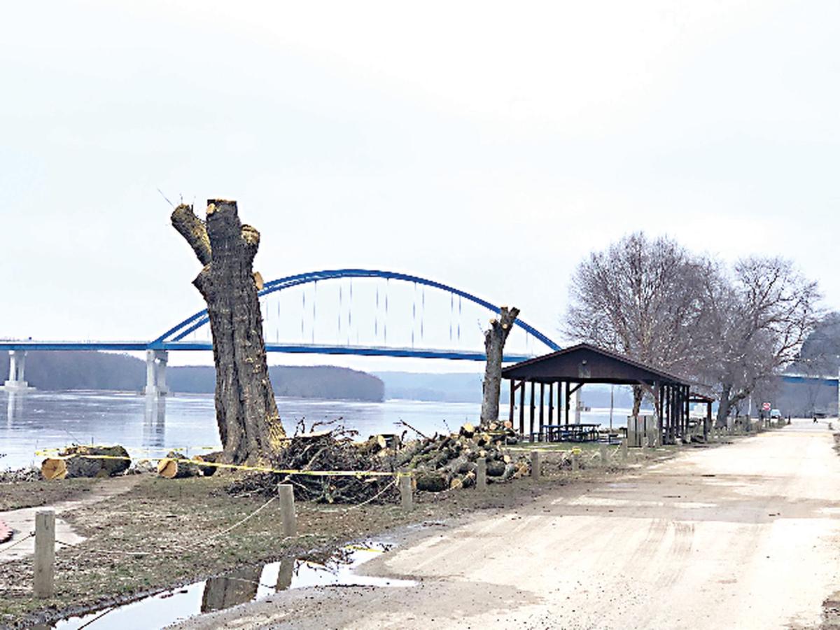 Ash Tree Removal At Marquette Park News Mycarrollcountynews Com