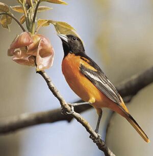 Baltimore Oriole  Missouri Department of Conservation