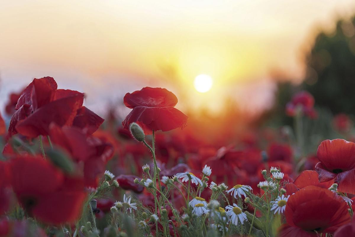 Poppies for Remembrance - The Joseph Group