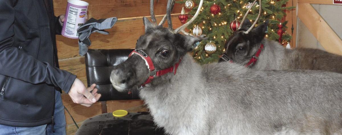 Kearney veterinarian adds reindeer to farm | Local community Dwelling