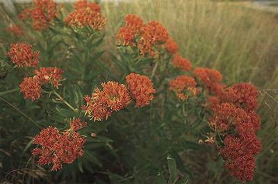 Ask the naturalist: What’s that orange flower blooming on road side?