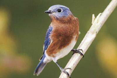 Discover 11 Blue Birds in Georgia - AZ Animals