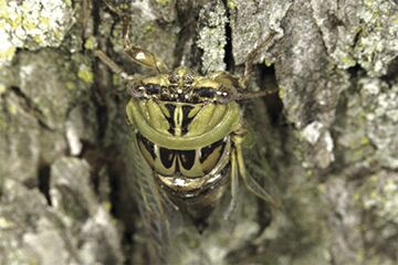 dog-day-cicada-resting-on-tree-bark_original.jpg